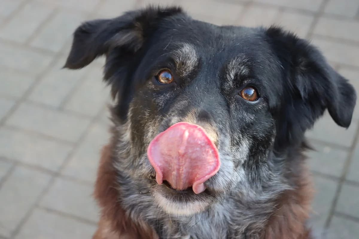 Lucy, female 4yo Mixed Breed for adoption at Tierheim Mülheim, Mülheim