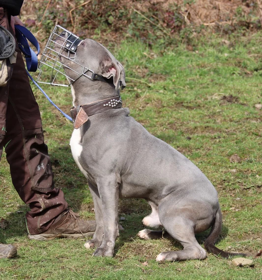 Rocky, male 7yo Pit Bull Terrier for adoption at Tierheim Mülheim, Mülheim