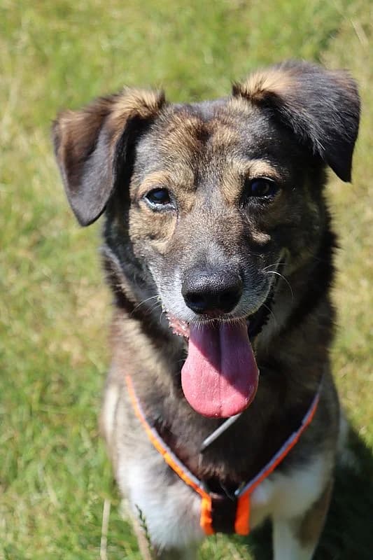 Buddy 2, male 6yo Mixed Breed for adoption at Tierheim Mülheim, Mülheim