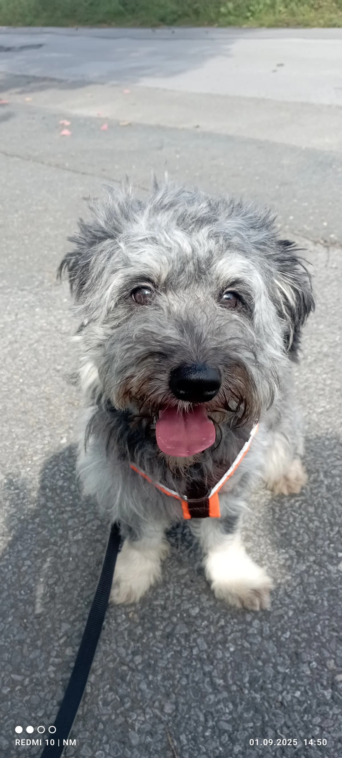Samson, male 7yo Mixed Breed for adoption at Tierheim Mülheim, Mülheim