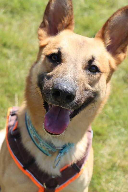 Maui, male German Shepherd for adoption at Tierheim Mülheim, Mülheim