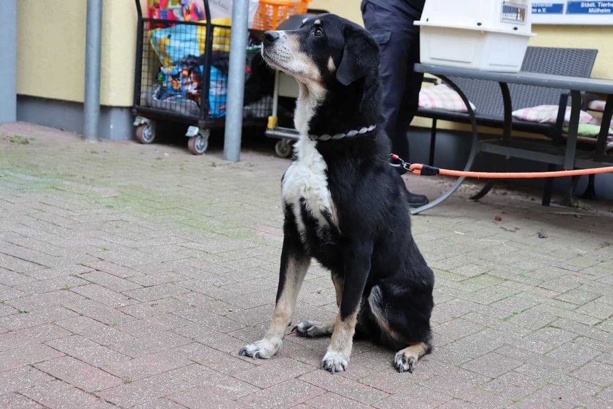 Elvis, male senior mixed breed for adoption at Tierheim Mülheim, Mülheim