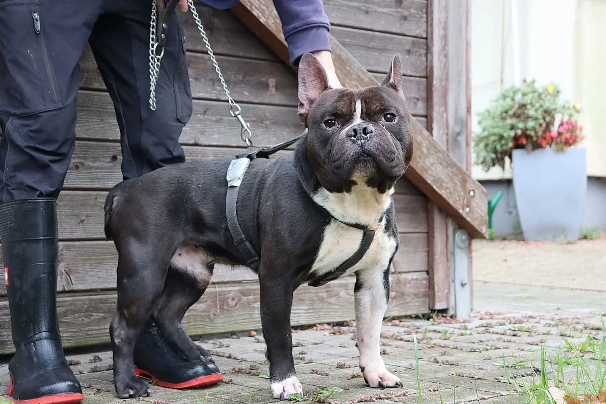 Horst, male senior American Bully for adoption at Tierheim Mülheim, Mülheim