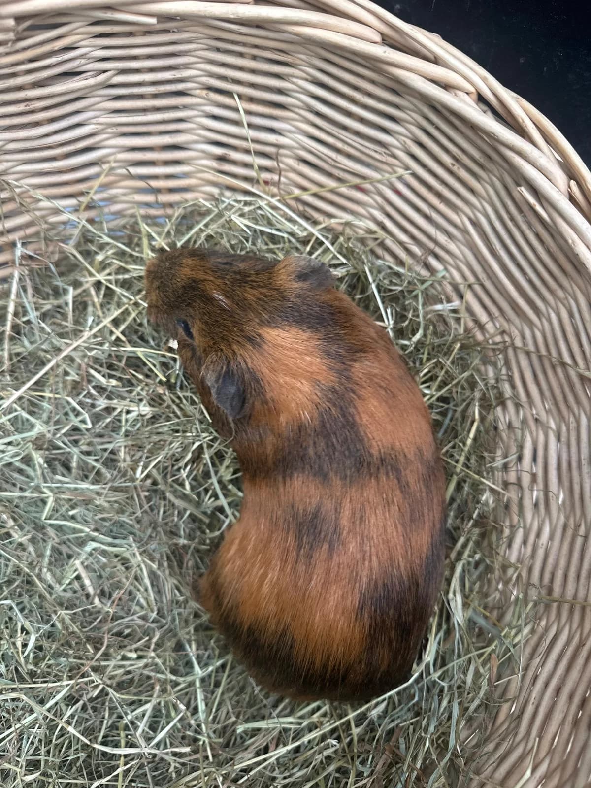 Hazel, male young mixed breed for adoption at Tierheim Mülheim, Mülheim