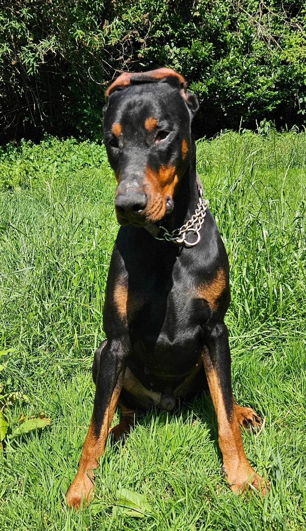 Jack, male 3yo Doberman for adoption at Tierheim Mülheim, Mülheim