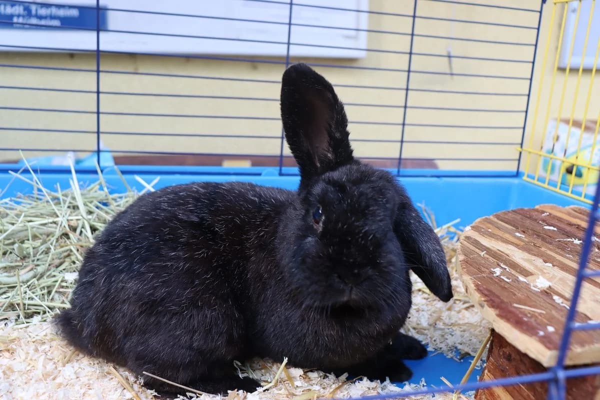 Kilian, male mixed breed for adoption at Tierheim Mülheim, Mülheim