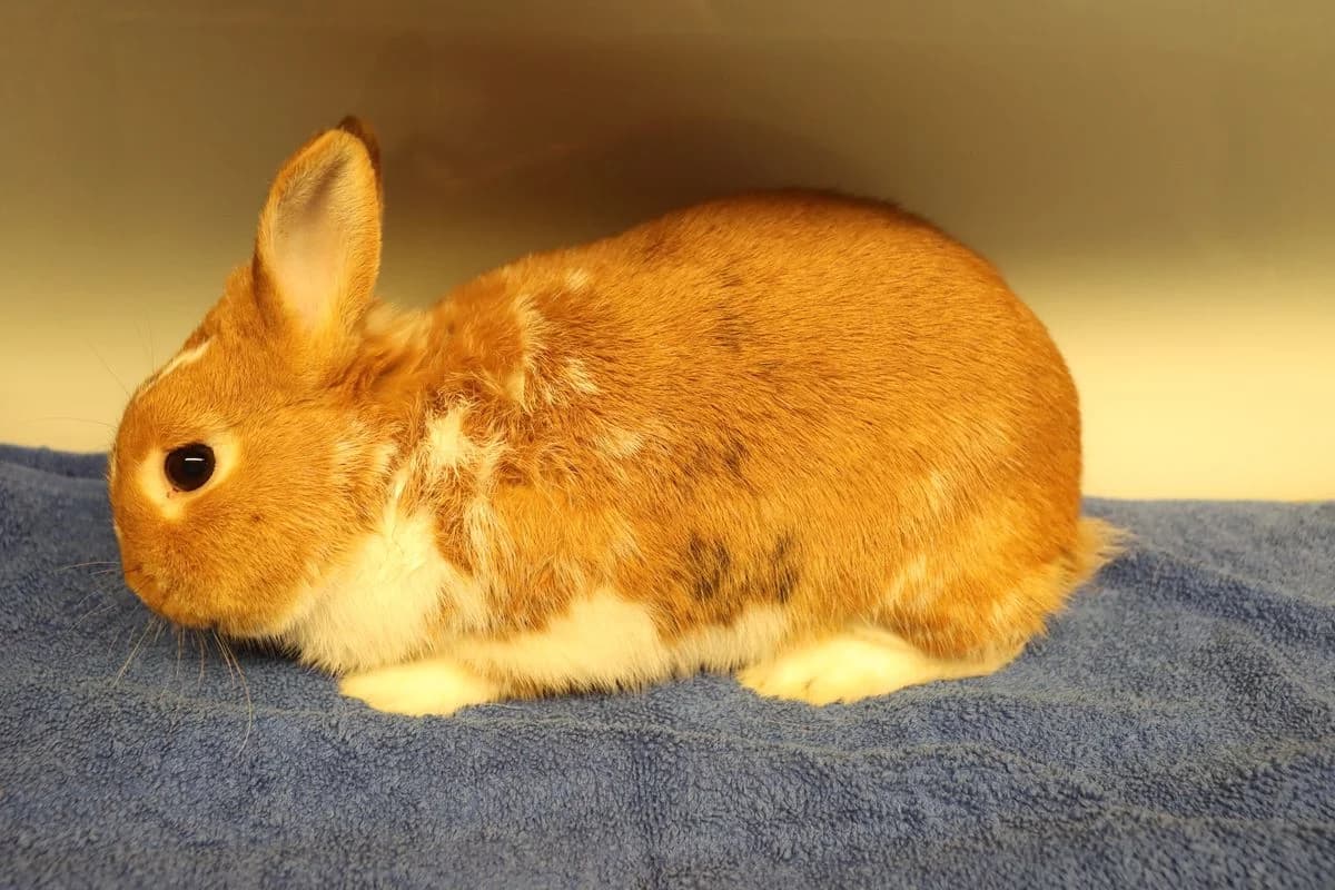 Fred, male mixed breed for adoption at Tierheim Mülheim, Mülheim