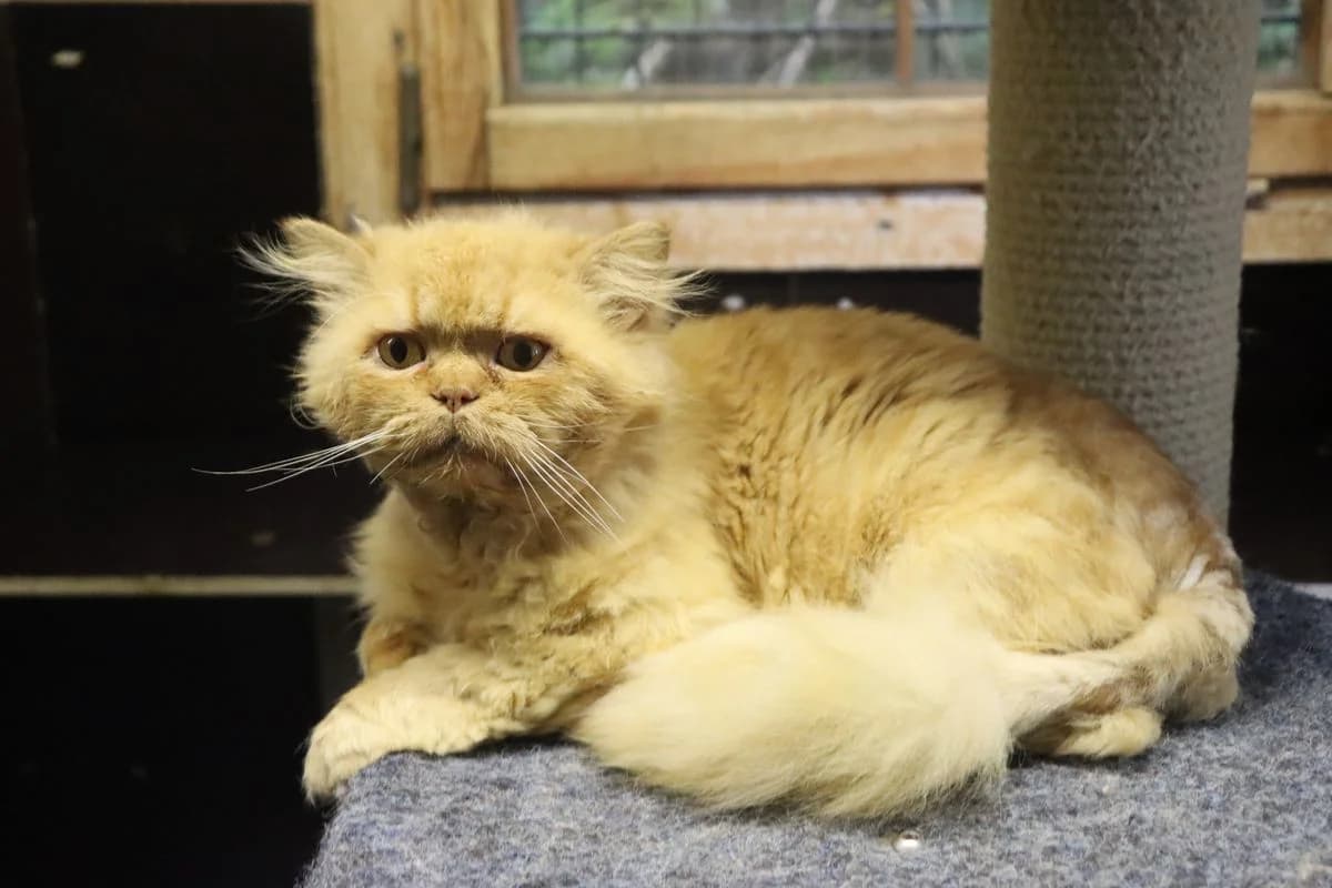 Brutus, male senior Persian for adoption at Tierheim Mülheim, Mülheim