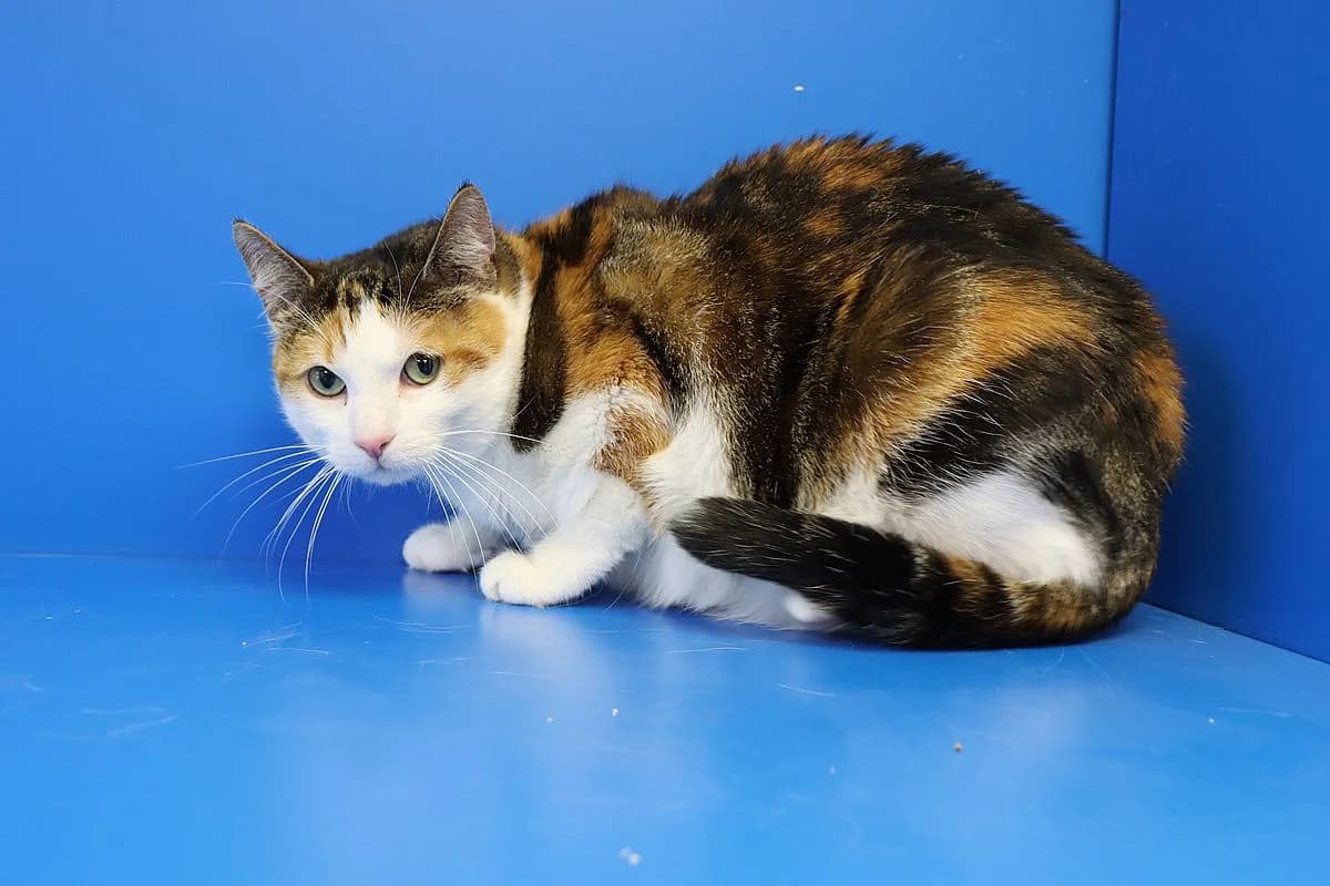 Suse, female 7yo European Shorthair for adoption at Tierheim Mülheim, Mülheim