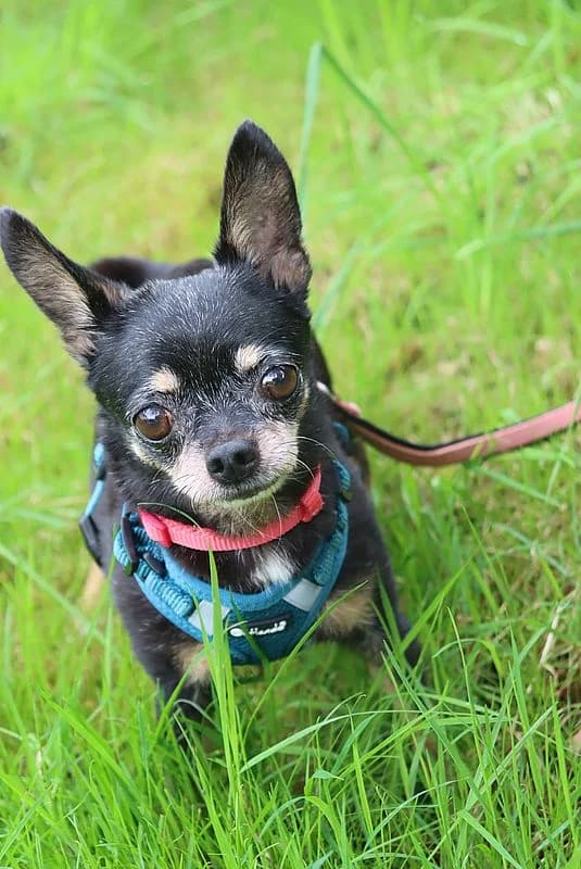 Pico und Lino, grau male senior Chihuahua for adoption at Tierheim Mülheim, Mülheim