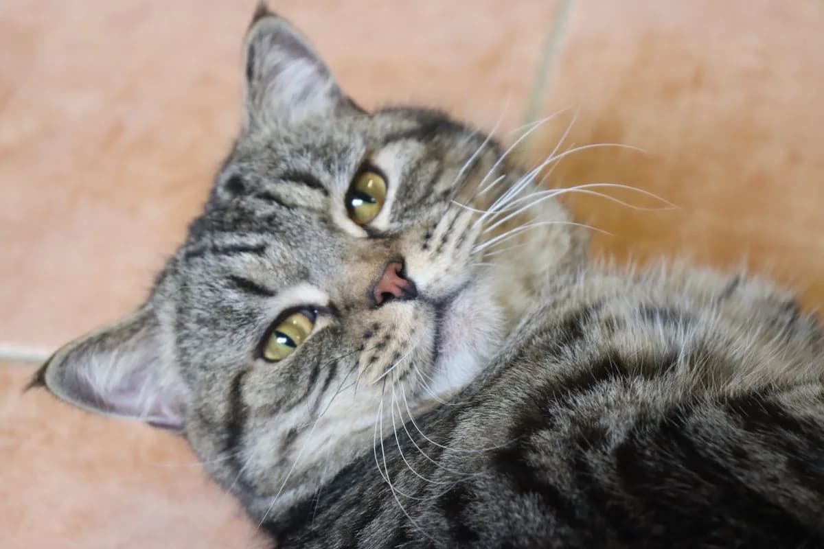 Boomer, male 5yo British Shorthair for adoption at Tierheim Mülheim, Mülheim