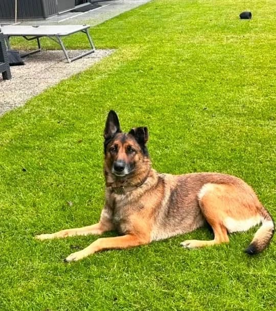 Akira, female 5yo Belgian Malinois for adoption at Tierheim Mülheim, Mülheim
