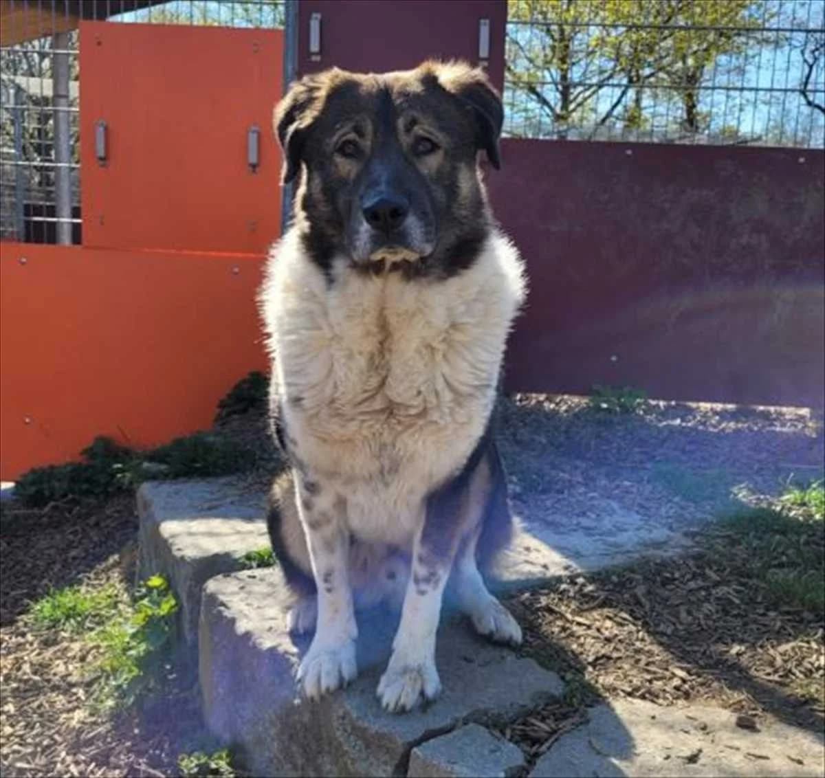 SAMMY, schwarz, braun, weiß male 6yo Mixed Breed for adoption at Tierheim München, Munich