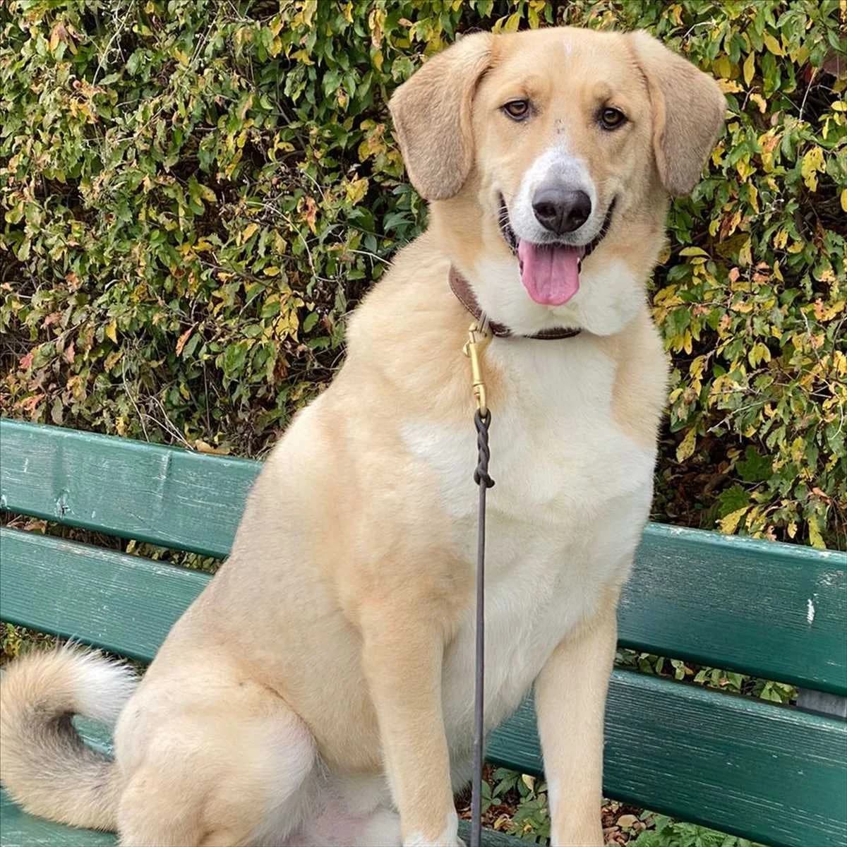 ARCHIE, beige male 7yo Mixed Breed for adoption at Tierheim München, Munich