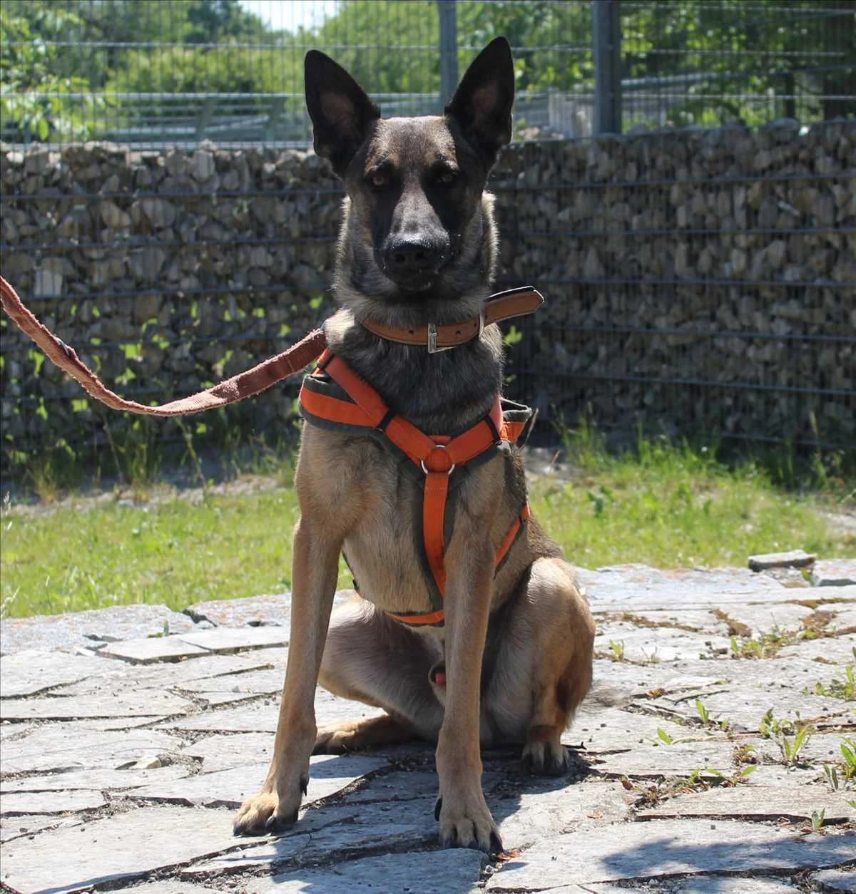 MIKE, braun male 5yo Mixed Breed for adoption at Tierheim München, Munich