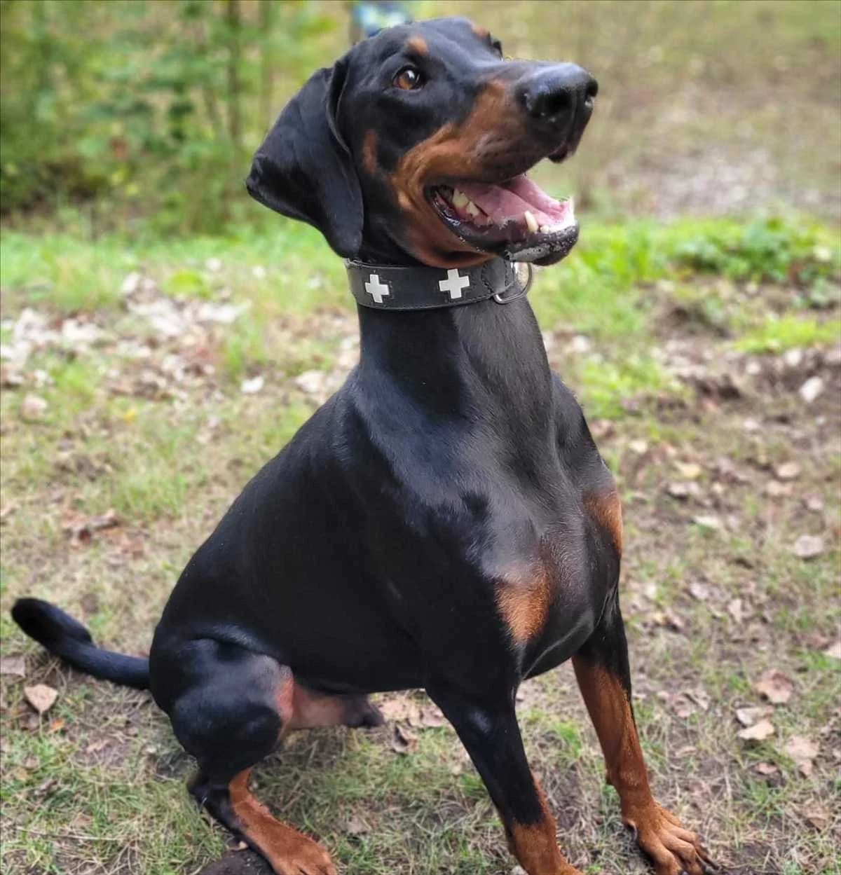 ZEUS, schwarz male 5yo mixed breed for adoption at Tierheim München, Munich