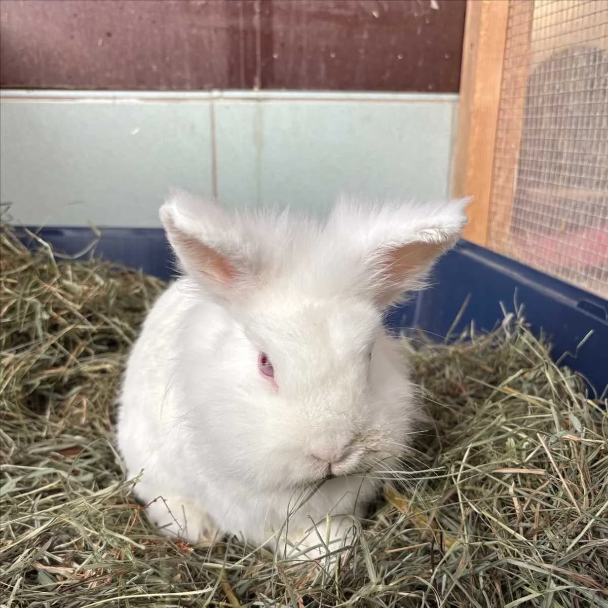 HUGO, albino male mixed breed for adoption at Tierheim München, Munich