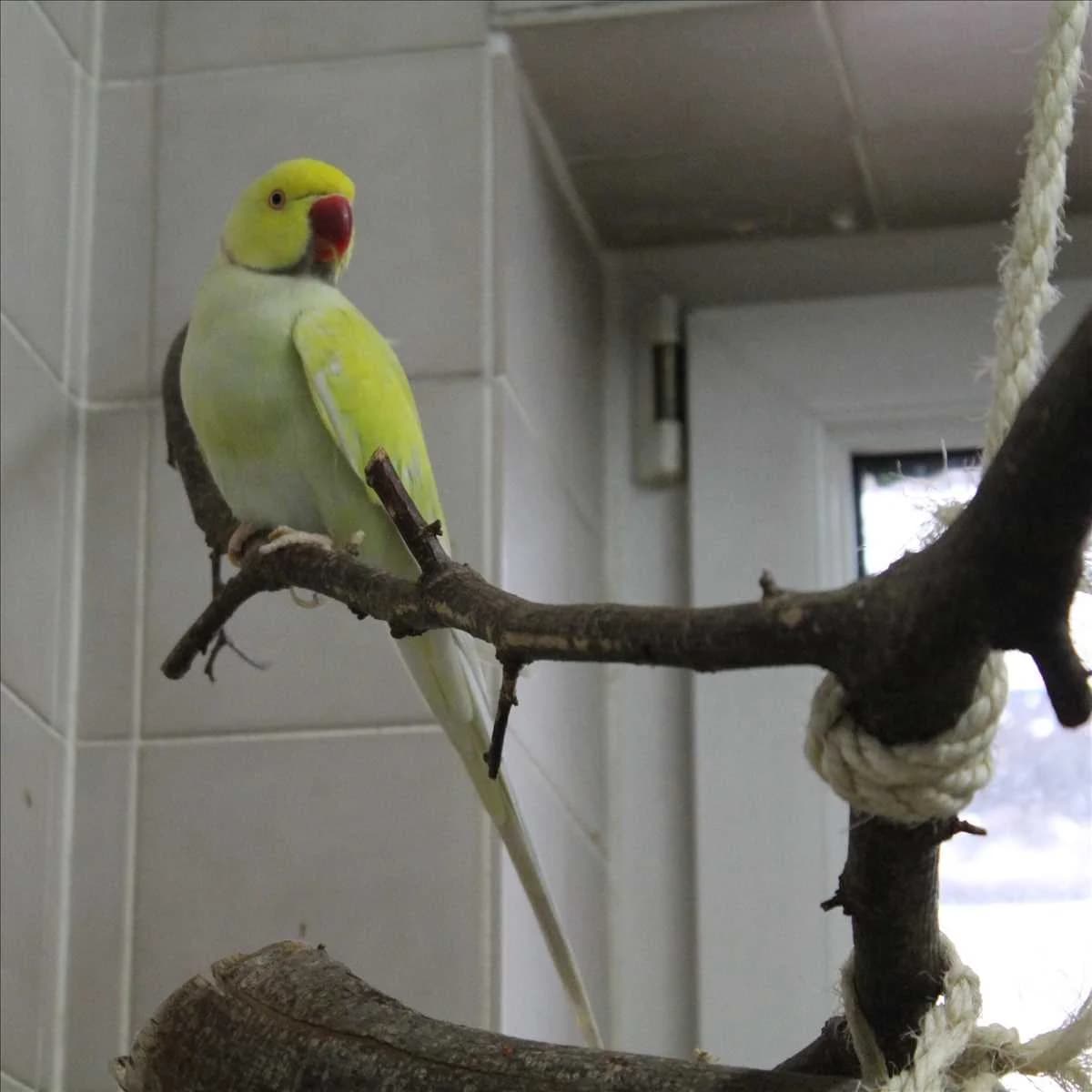 BORB, gelb, grün, pastell male mixed breed for adoption at Tierheim München, Munich