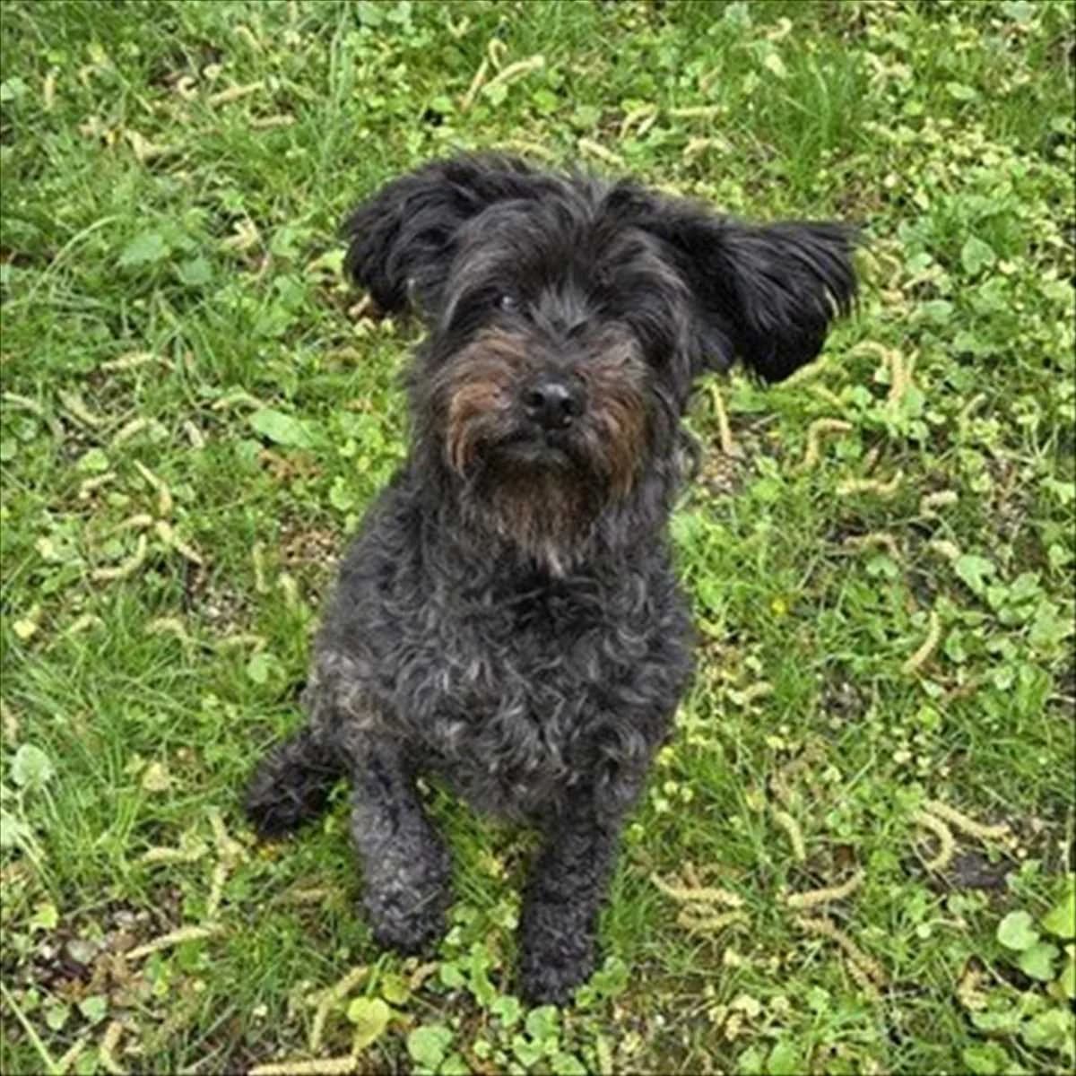 LILI, schwarz female senior mixed breed for adoption at Tierheim München, Munich