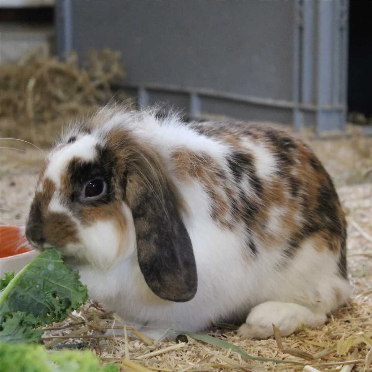 BETZY, tricolor female mixed breed for adoption at Tierheim München, Munich