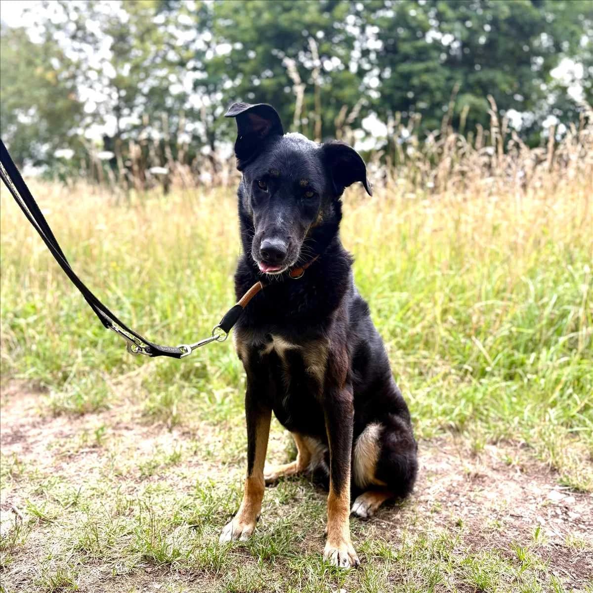 BALU, schwarz, braun male 5yo Mixed Breed for adoption at Tierheim München, Munich