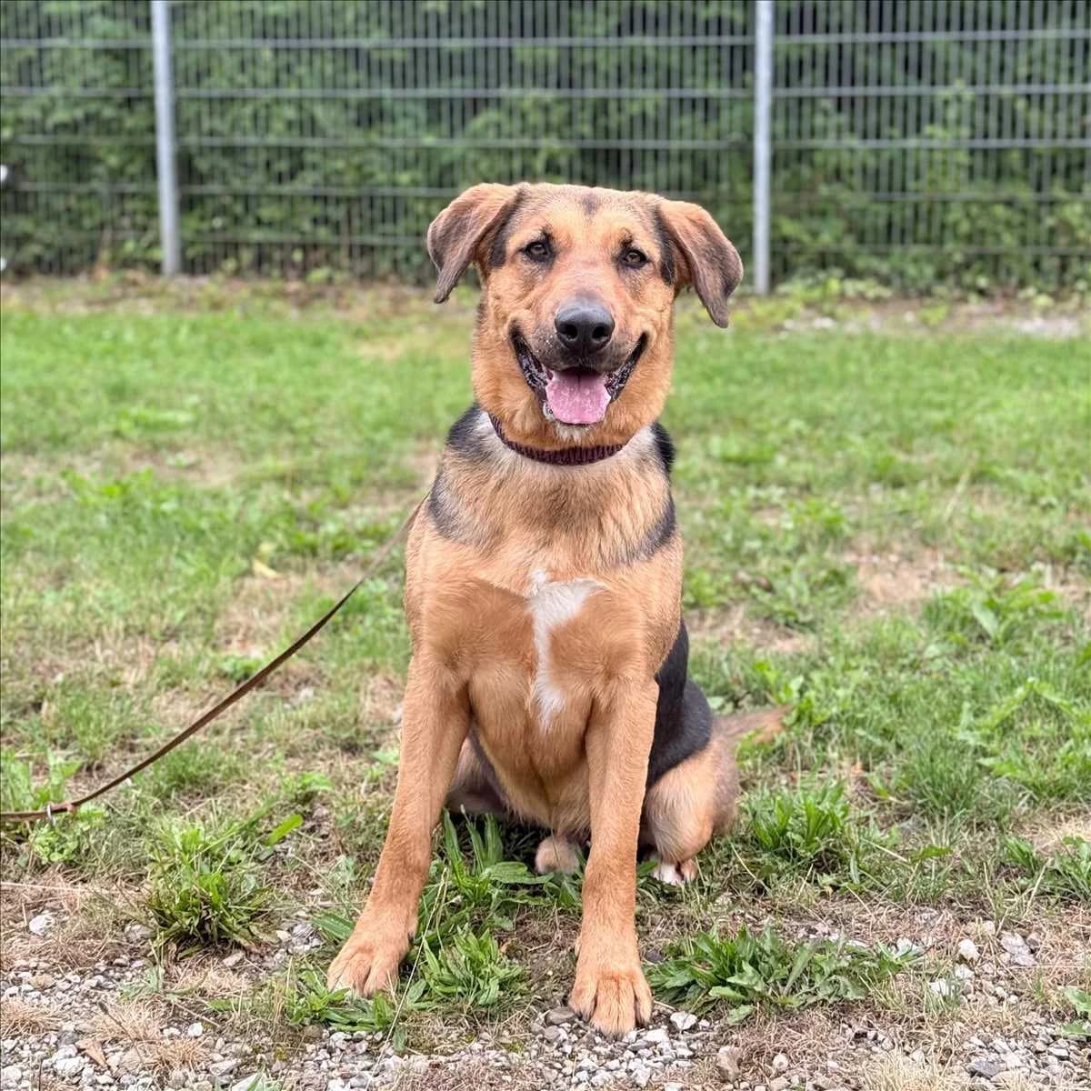 Hundeschule - Kurs "Hibbelhunde" ab dem 12.09. um 15 Uhr, braun male 6yo mixed breed for adoption at Tierheim München, Munich