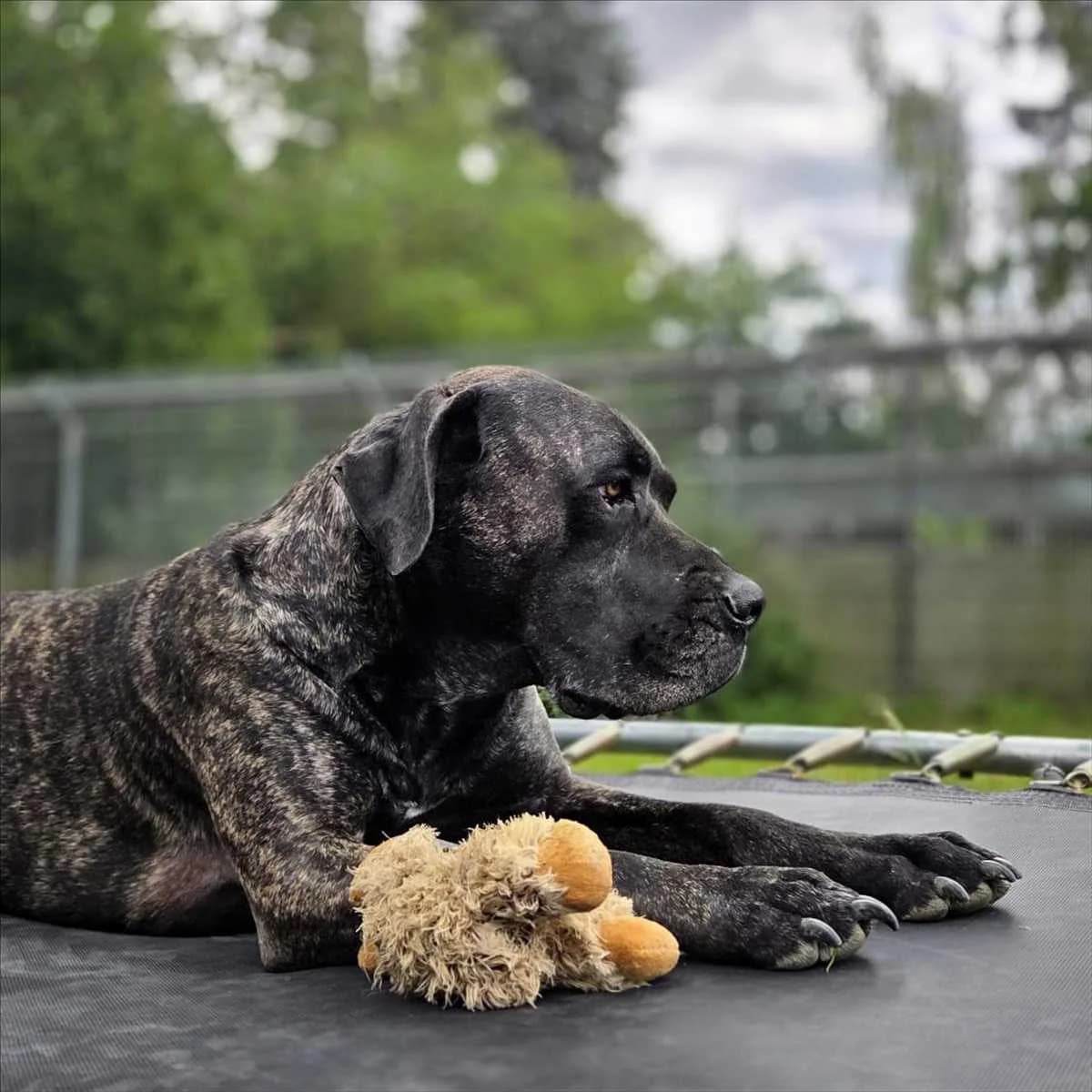EL GIRO, braun male 5yo Mixed Breed for adoption at Tierheim München, Munich