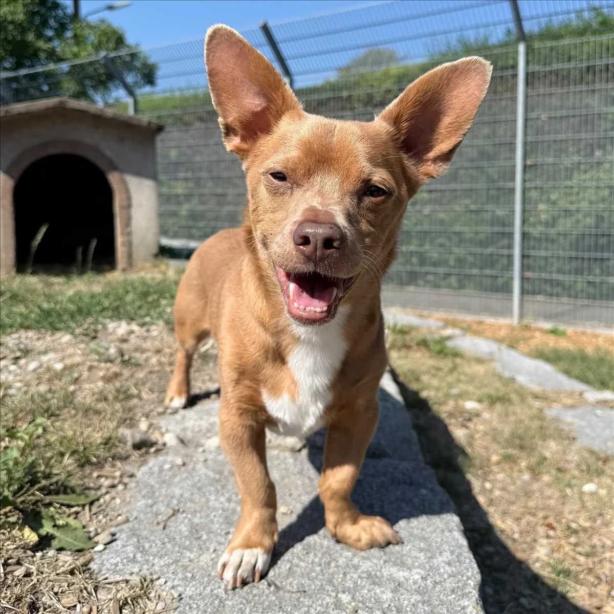 MIKEY, braun male 6yo Mixed Breed for adoption at Tierheim München, Munich