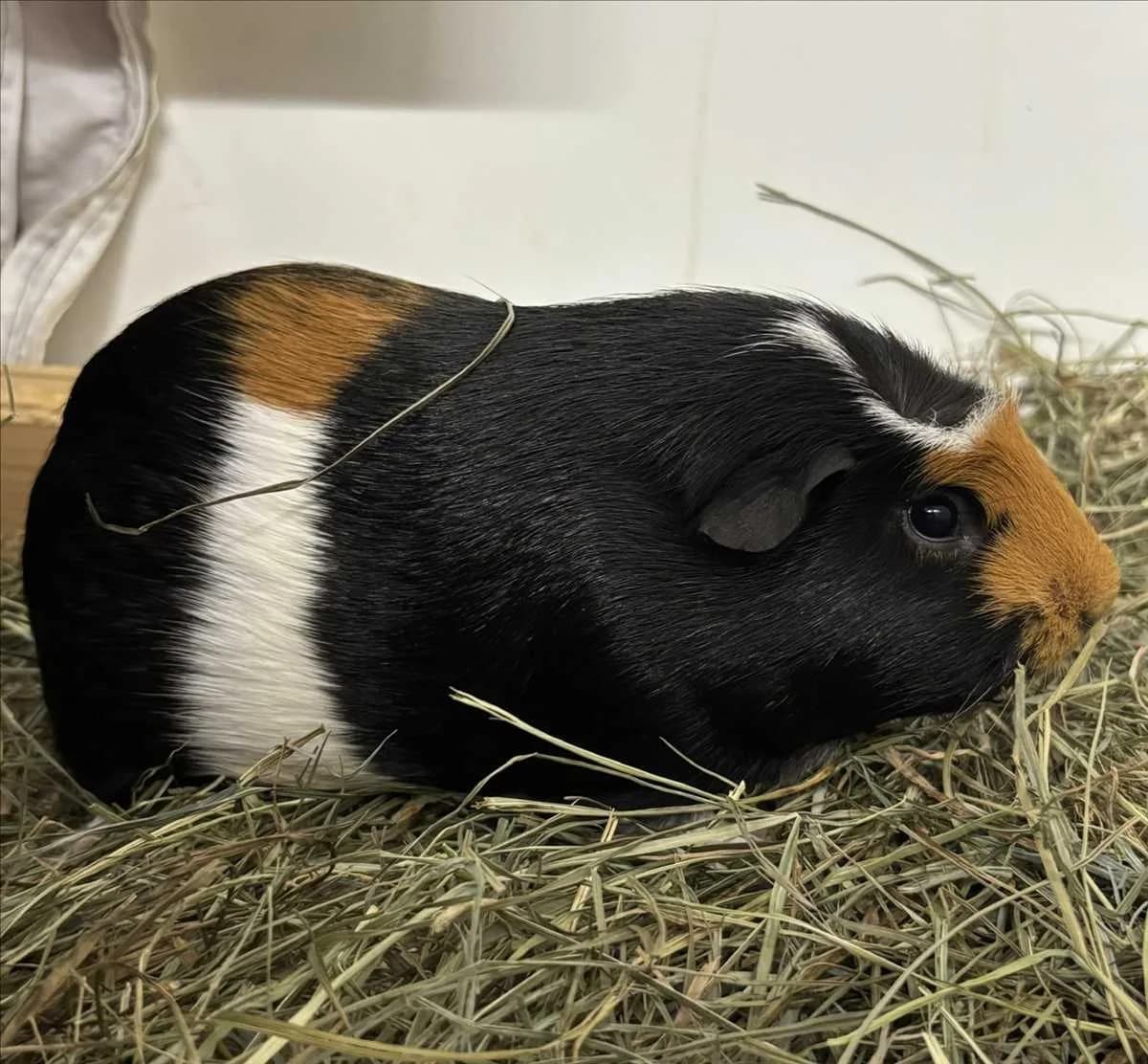 GUNNAR VON GURKE, braun, schwarz male mixed breed for adoption at Tierheim München, Munich