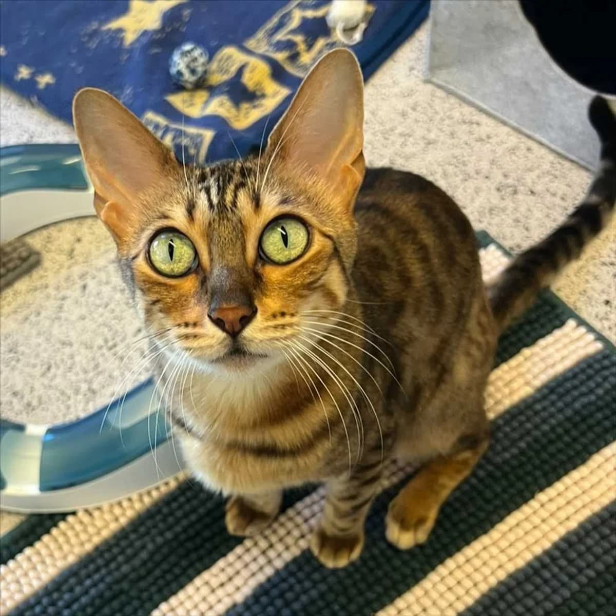 ELFIE, brown-spotted-tabby female senior mixed breed for adoption at Tierheim München, Munich
