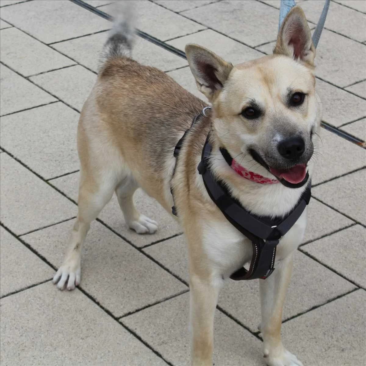 ROKY, beige male senior mixed breed for adoption at Tierheim München, Munich