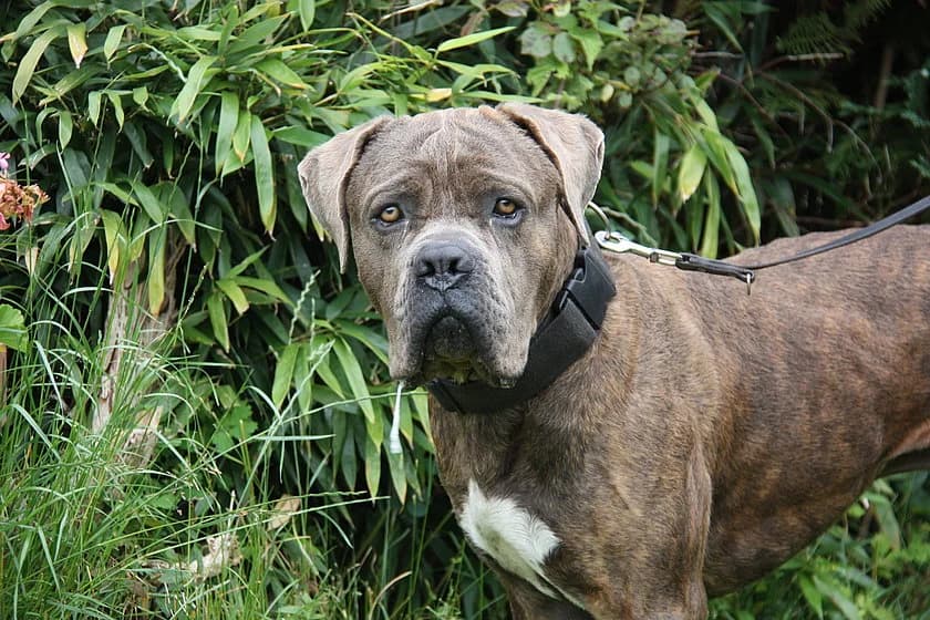Balu, male young Cane Corso for adoption at Tierheim Münster, Münster