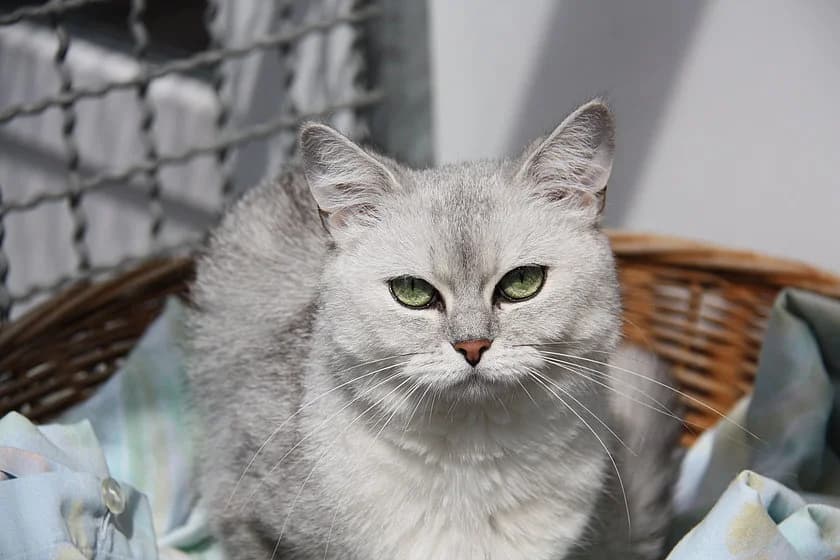 Lulu, grau female young British Shorthair for adoption at Tierheim Münster, Münster