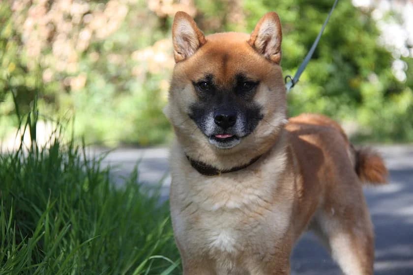 Yuki, male young mixed breed for adoption at Tierheim Münster, Münster