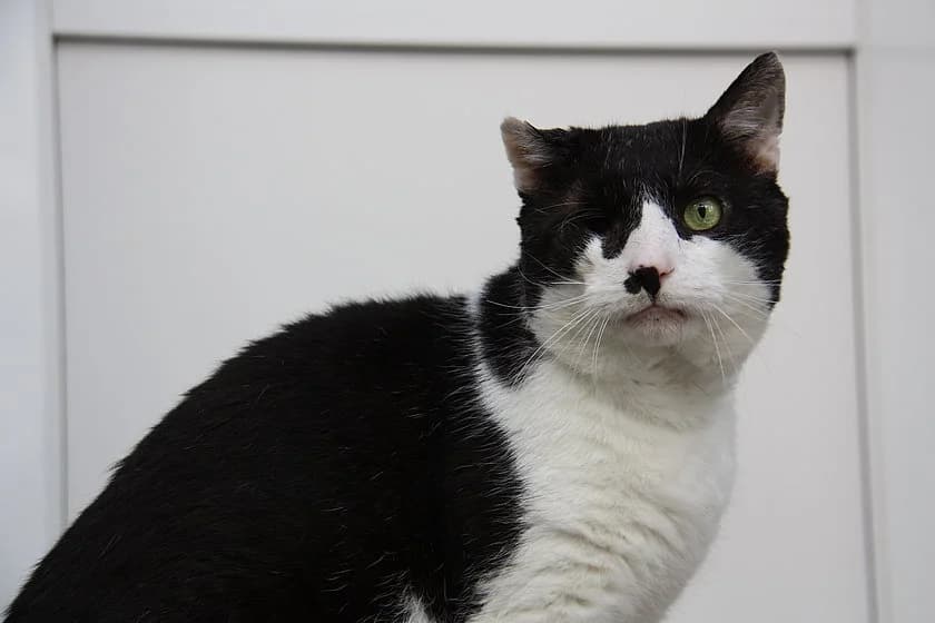 Klößchen, male 7yo mixed breed for adoption at Tierheim Münster, Münster