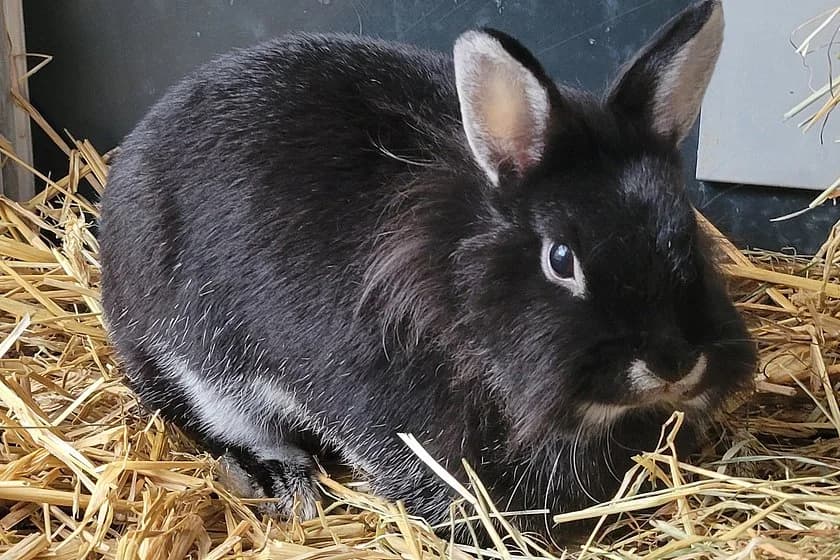 Löwenköpfchen Jane zusammen mit John, female young mixed breed for adoption at Tierheim Münster, Münster