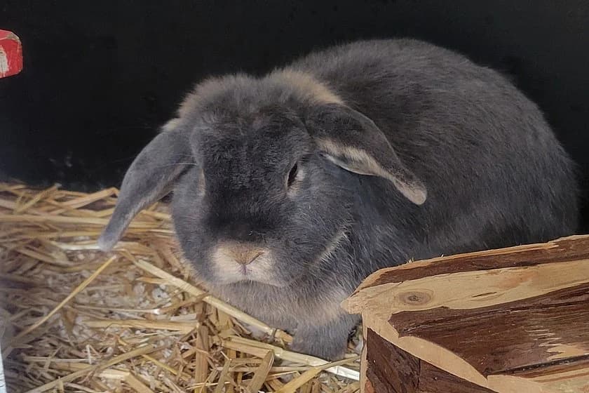 Zwergwidder Fluffy, male 6yo mixed breed for adoption at Tierheim Münster, Münster