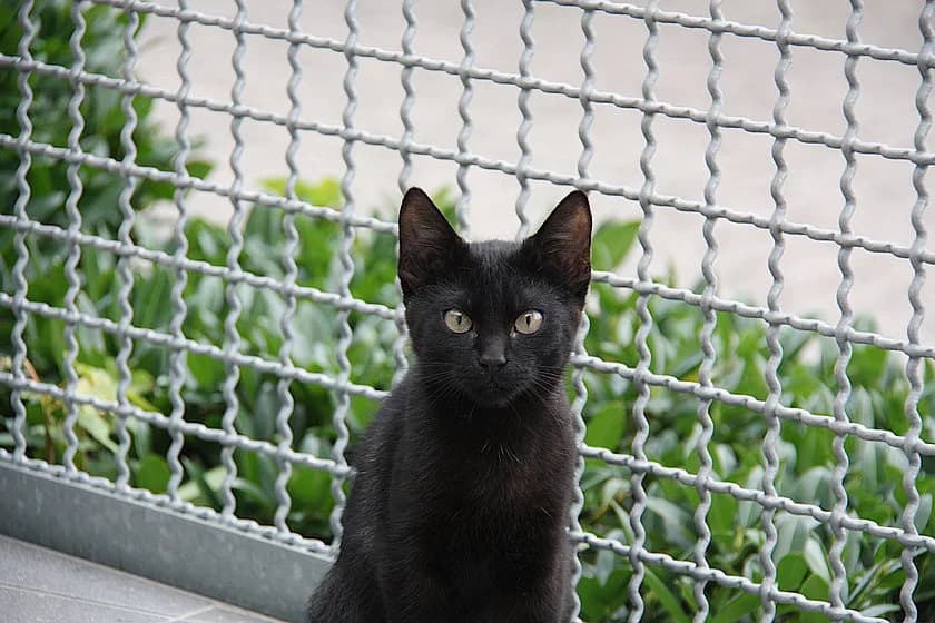 Hummel, male mixed breed for adoption at Tierheim Münster, Münster