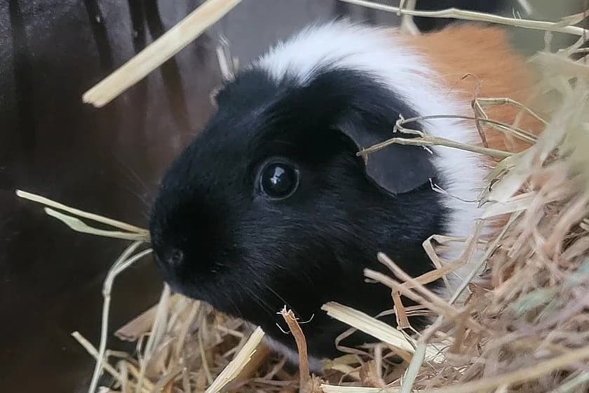 Meerschweinchen Emma, female 3yo mixed breed for adoption at Tierheim Münster, Münster