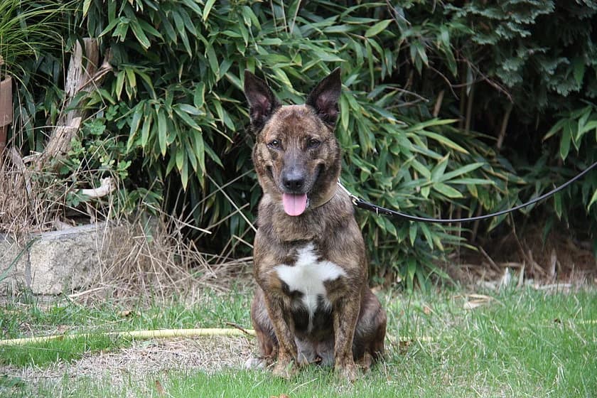 Nessa, female 3yo mixed breed for adoption at Tierheim Münster, Münster