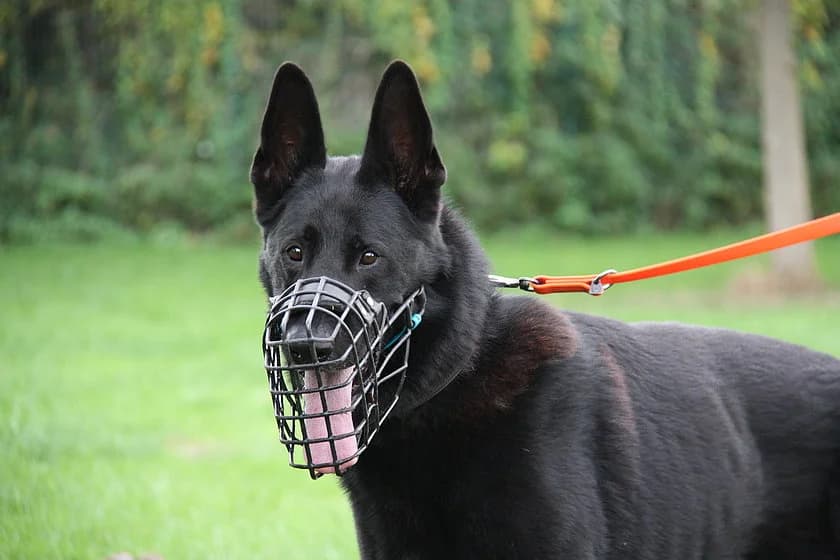Loki, male 3yo German Shepherd for adoption at Tierheim Münster, Münster