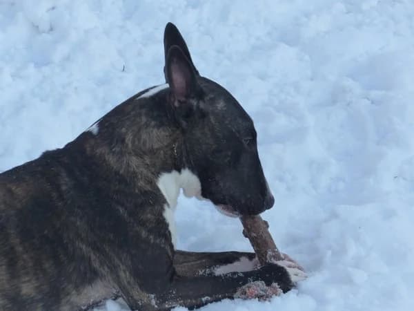 01_21H Adonis, male 5yo Bull Terrier for adoption at Tierheim Nettetal, Nettetal