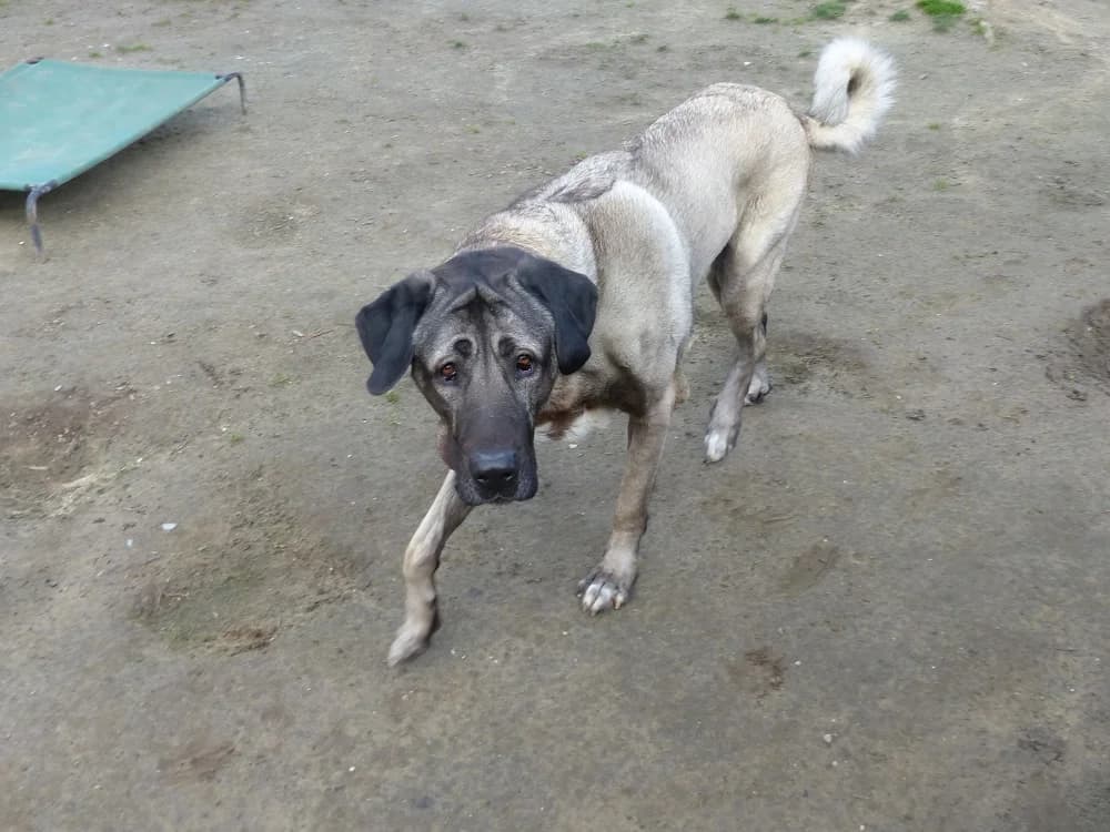02/23 Pascha, male 6yo Kangal for adoption at Tierheim Nettetal, Nettetal