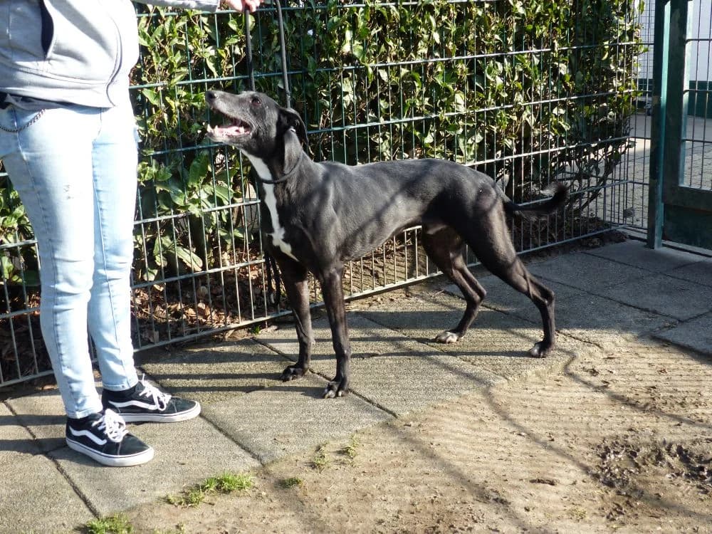 01_21H Adonis, male senior Greyhound for adoption at Tierheim Nettetal, Nettetal