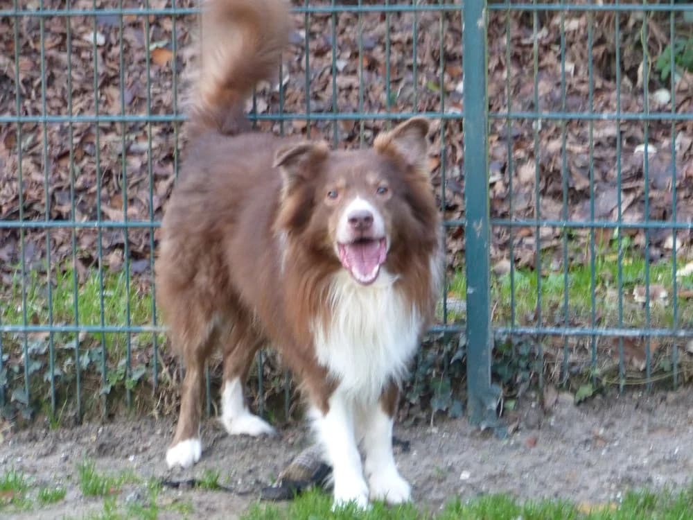 01_21H Adonis, male senior Greyhound for adoption at Tierheim Nettetal, Nettetal