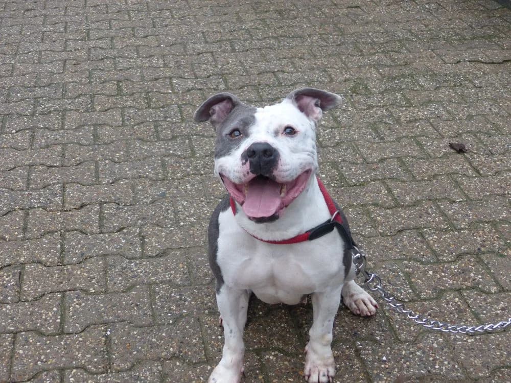 11/24 Gulia, female young Staffordshire Bull Terrier for adoption at Tierheim Nettetal, Nettetal