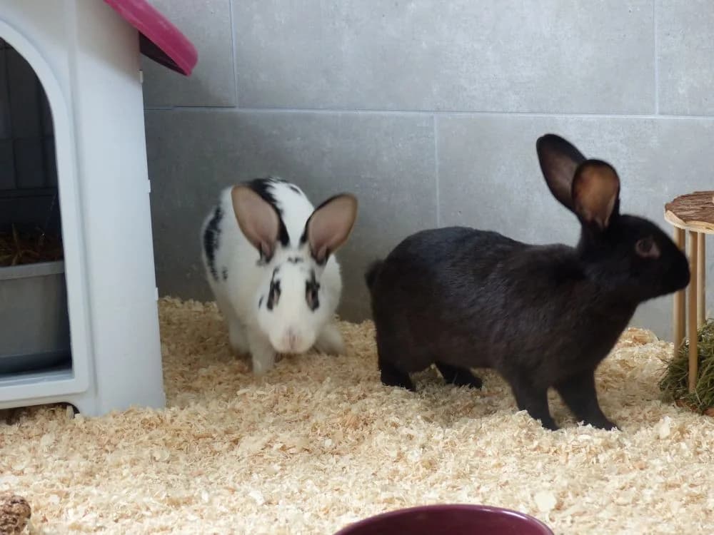 13/26 Max & Moritz, male Mixed Breed for adoption at Tierheim Nettetal, Nettetal