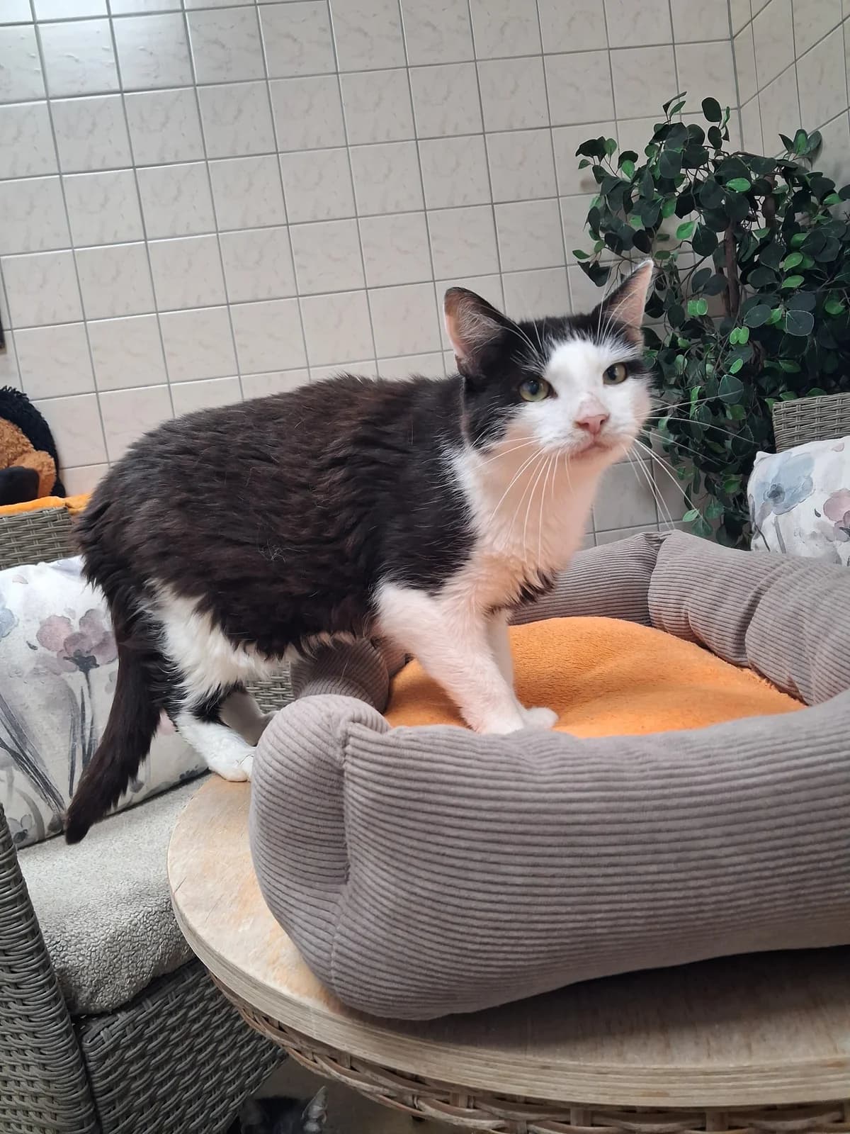 169/19 Lümmel und 170/19 Lina, 7yo European Shorthair for adoption at Tierheim Nettetal, Nettetal