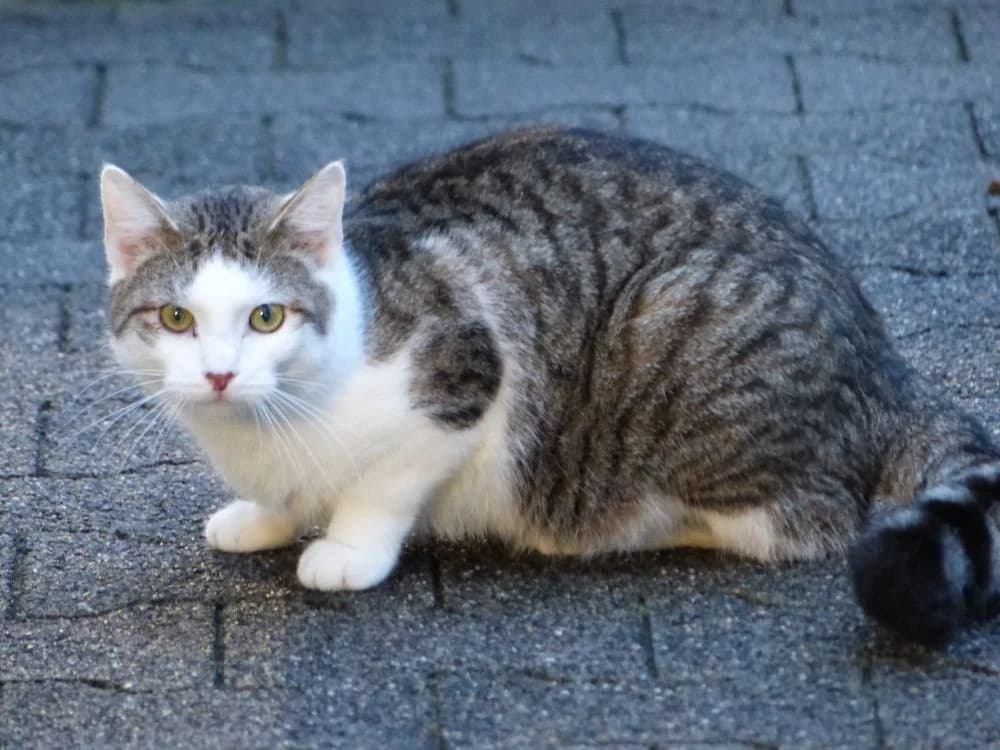 204/25 Dagobert, young European Shorthair for adoption at Tierheim Nettetal, Nettetal