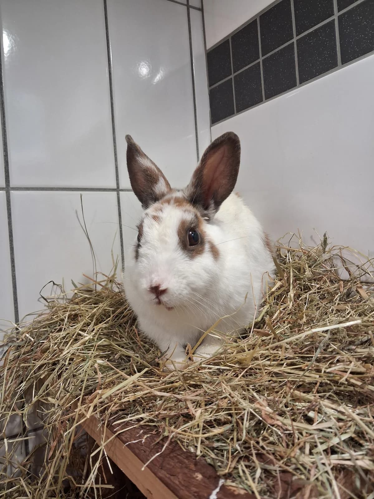 29/26 Bärtha (zur Zeit in Mutterschutz), female Mixed Breed for adoption at Tierheim Nettetal, Nettetal